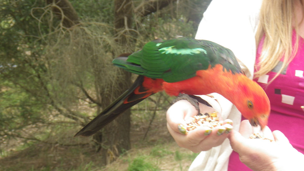 Nourrir les oiseaux.