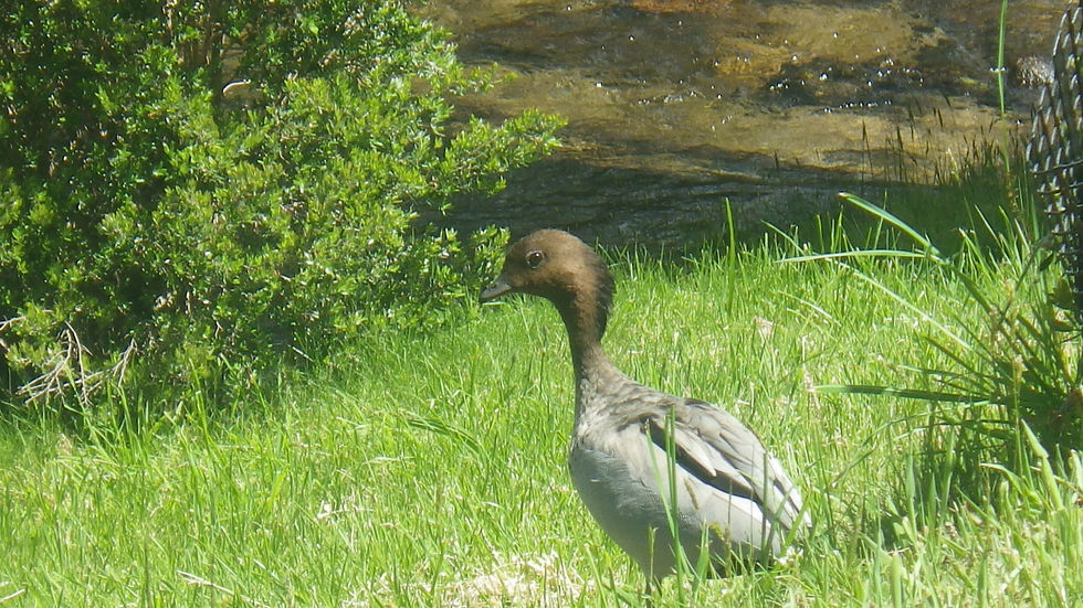 Mini-super-colvert.