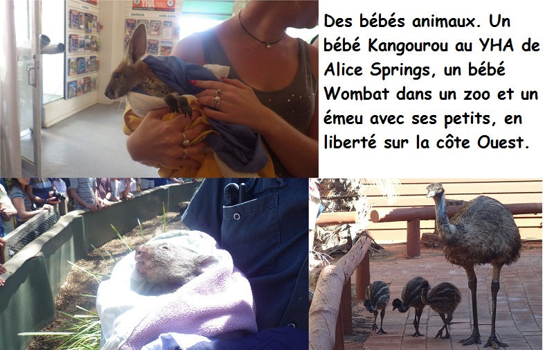 Bébés animaux.