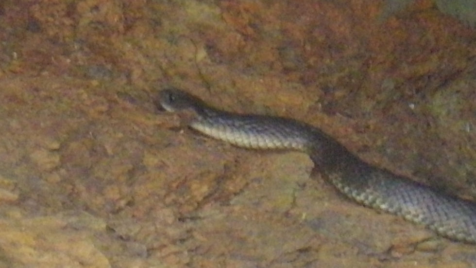Serpent tigre.