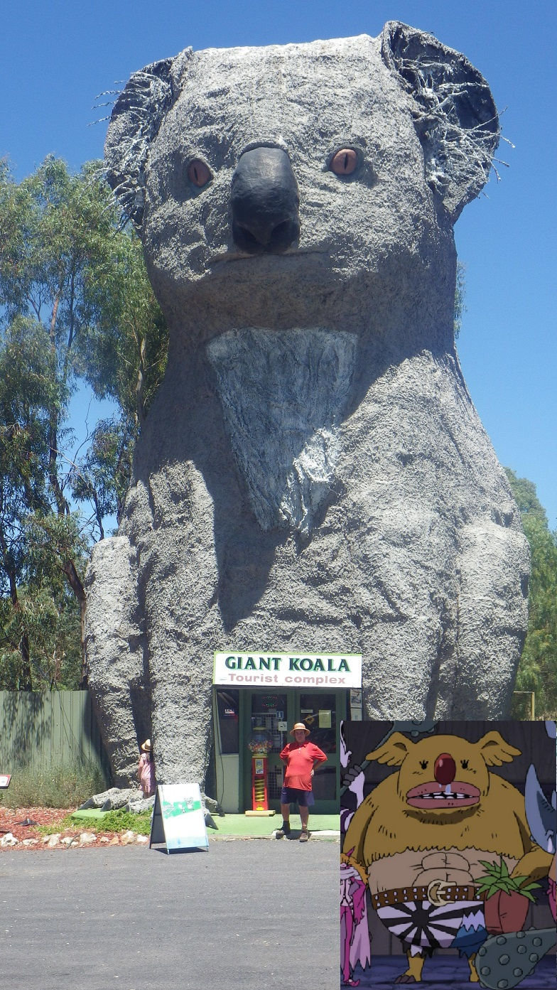 Koala de Sadi-chan.