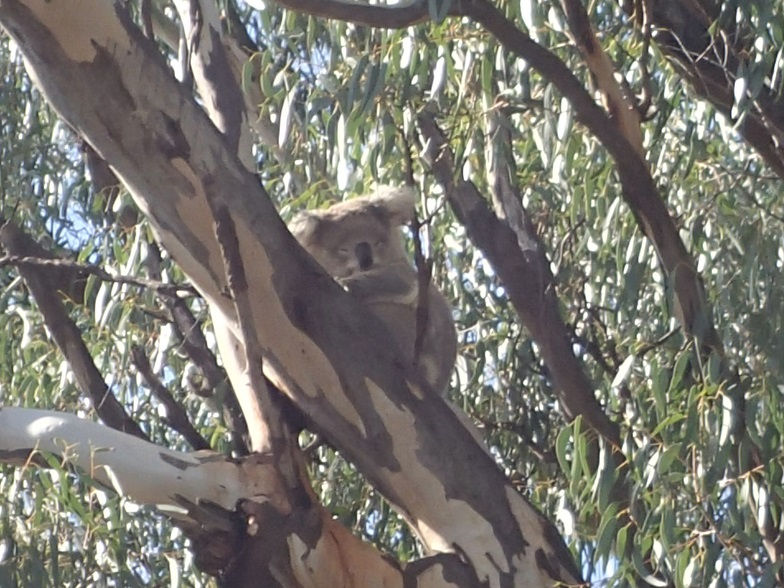 Koala.