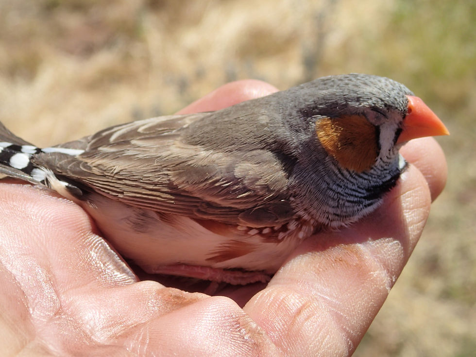 Un petit oiseau....