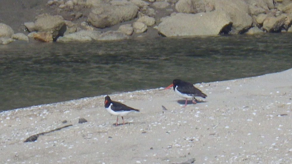 Les oiseaux.