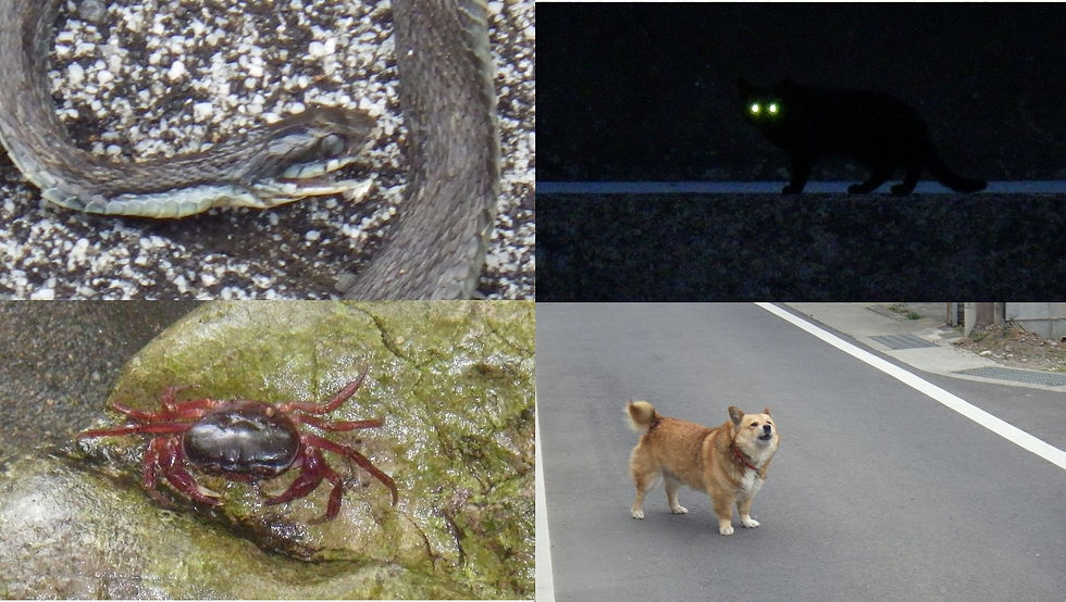 Animaux.