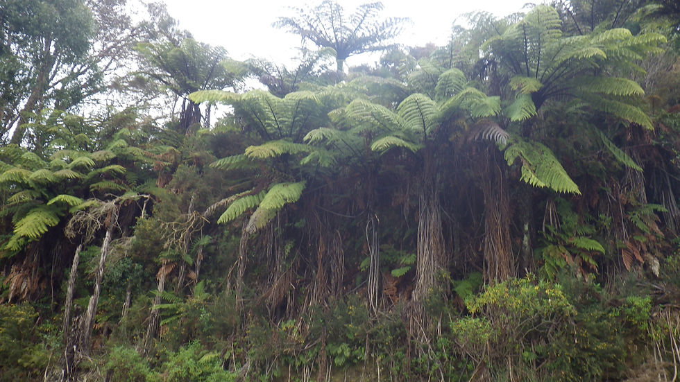 Foret.