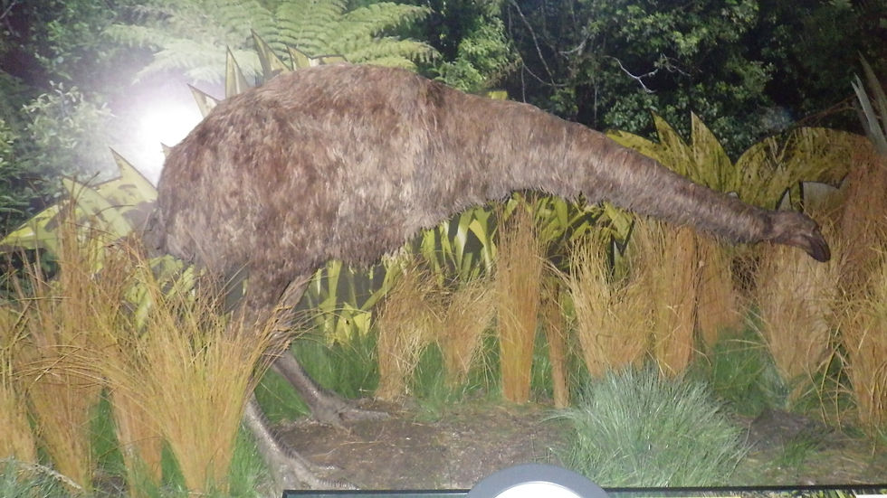 Moa.