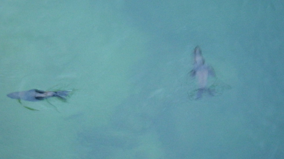 Otaries.