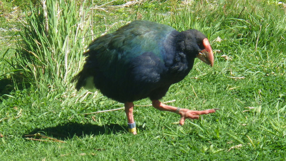 Takahe.