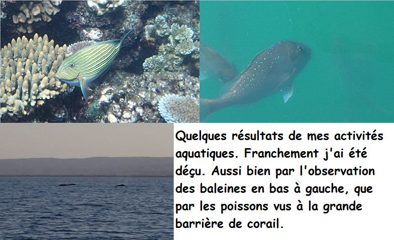 Poissons et baleines.