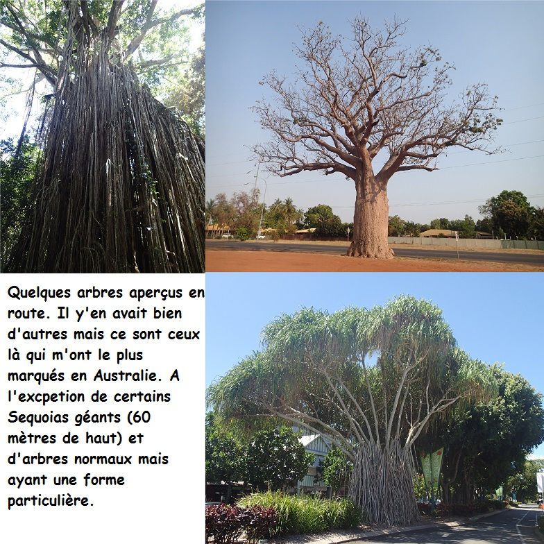 Arbres.