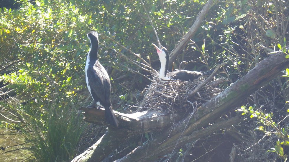 Cormoran.