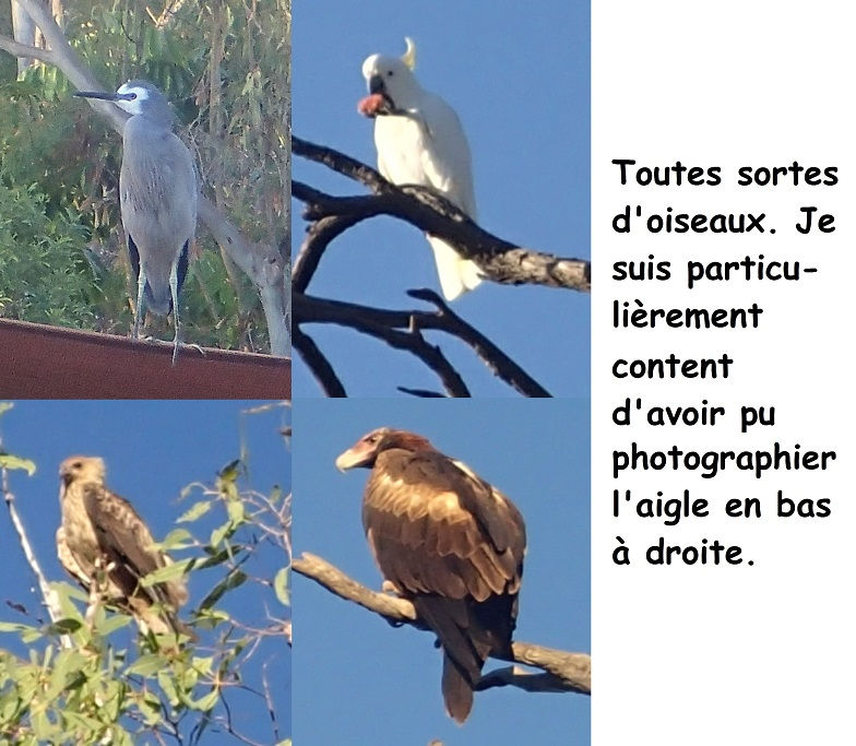 Oiseaux 1.