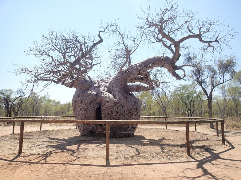 Arbre prison.