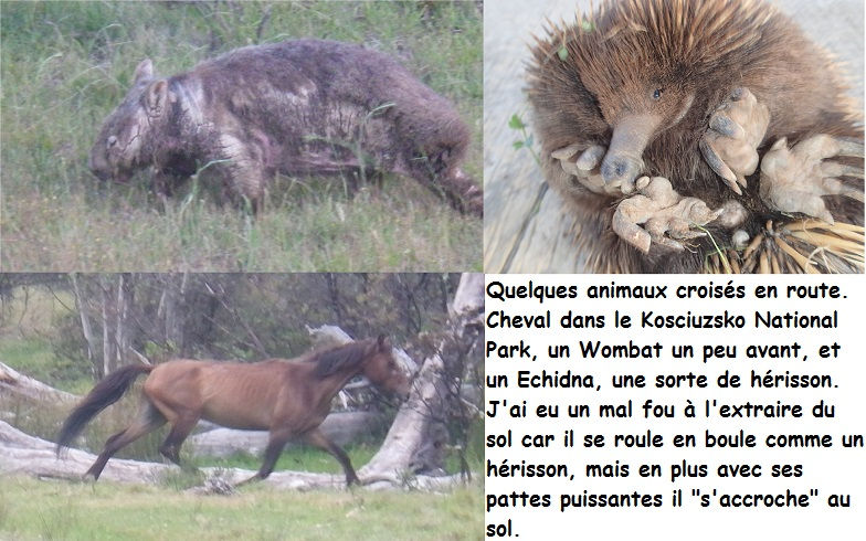 Animaux.