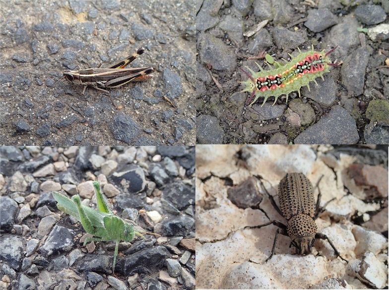 Insectes.