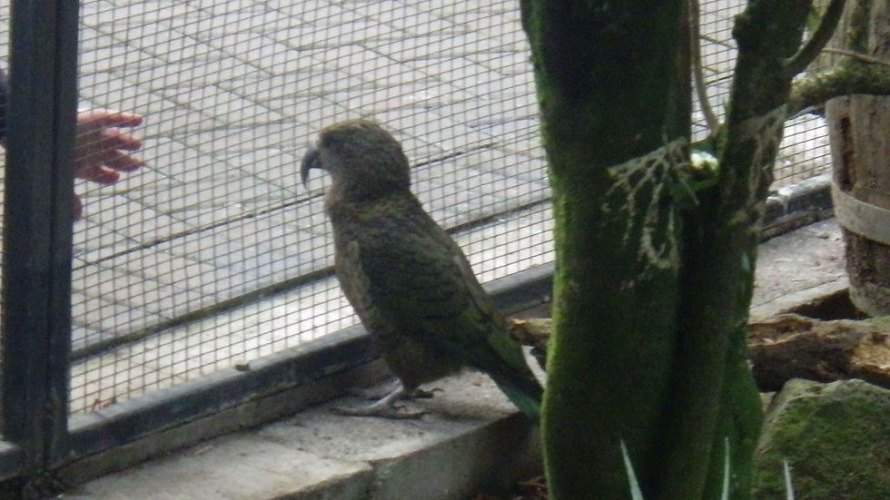 Jenny le Kea.