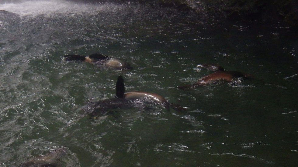 Les bebes otaries.