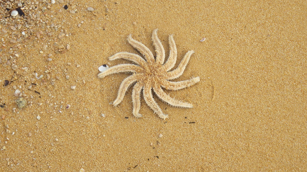 Etoile de mer.