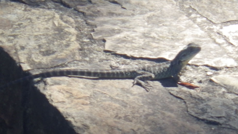 A nouveau des lézards.