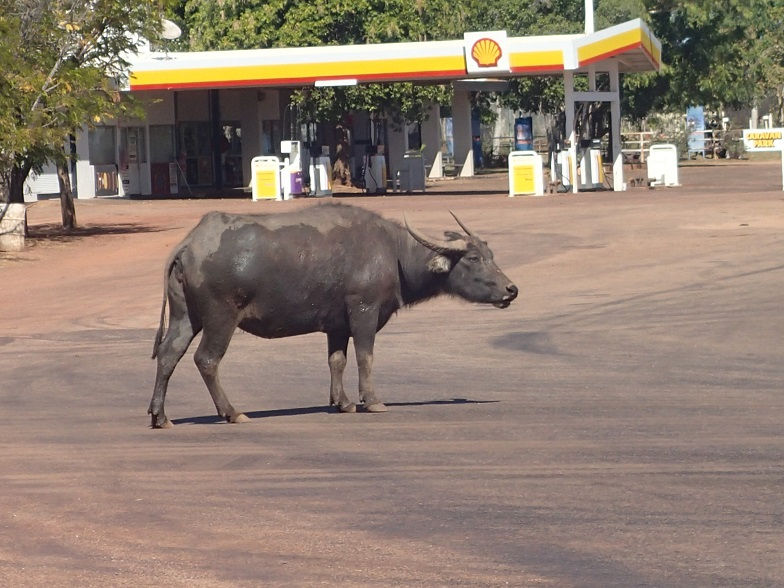 Un Buffalo?