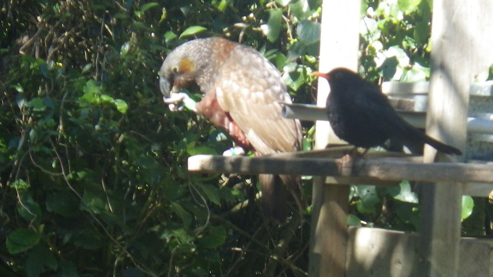 Kaka.