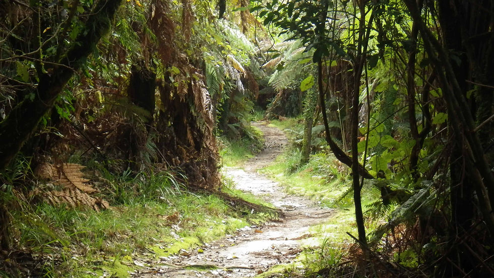 Au coeur de la foret.