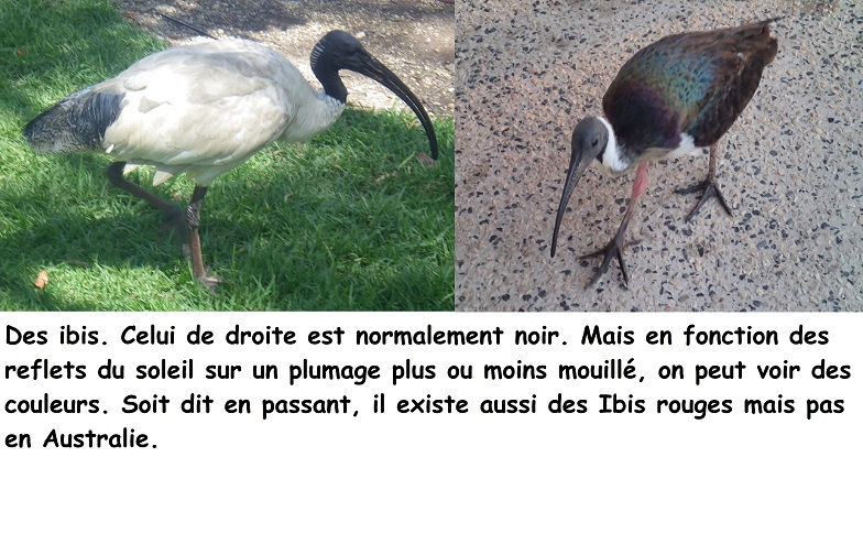 Ibis.