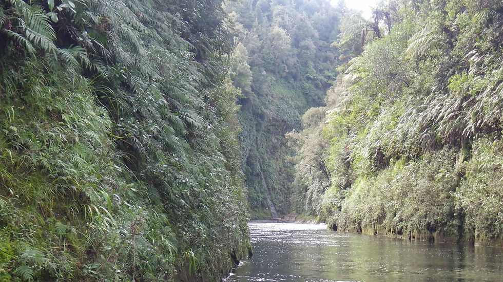 En remontant le Wanganui....