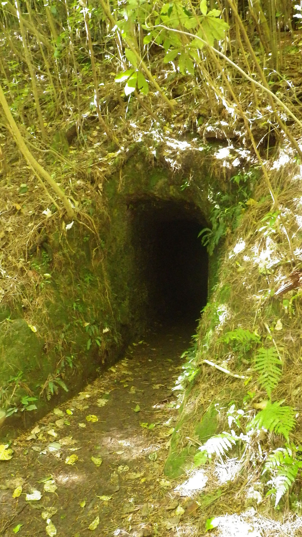Weta cave.