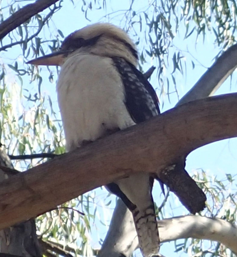 Kookaburra.