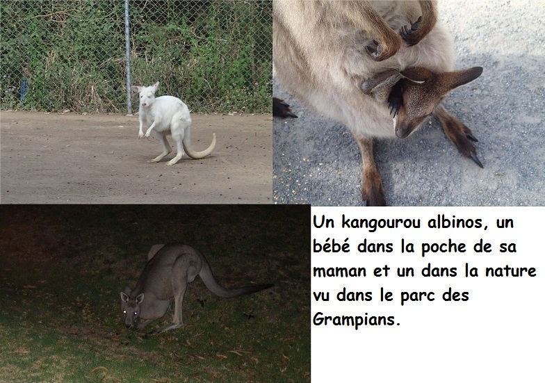Des Kangourous.