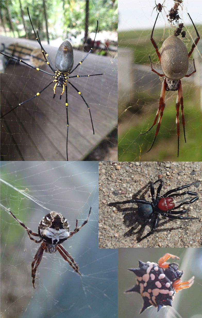 Araignées.