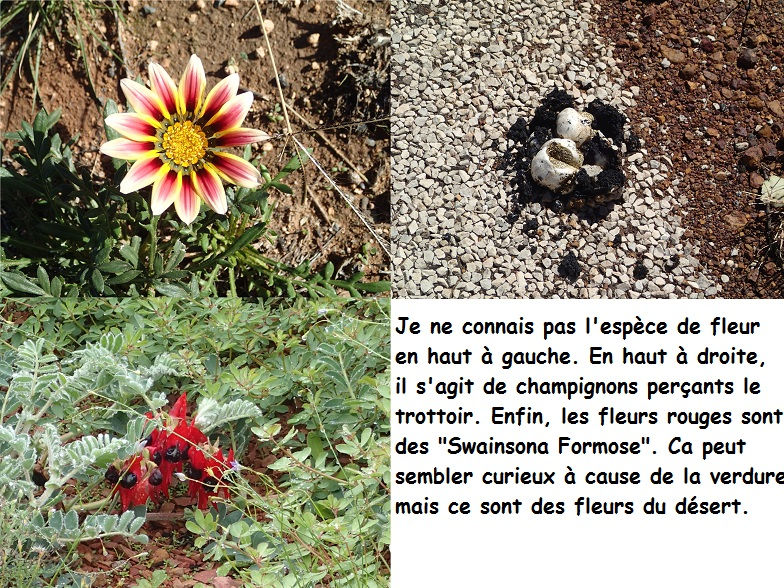 Fleurs et champignons.