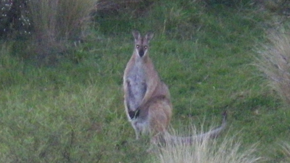 Le célébre Kangourou.