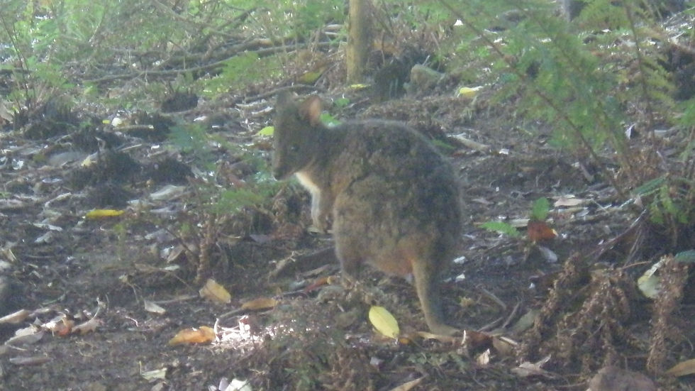 Pademelon.