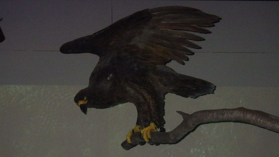 Aigle de Haast.