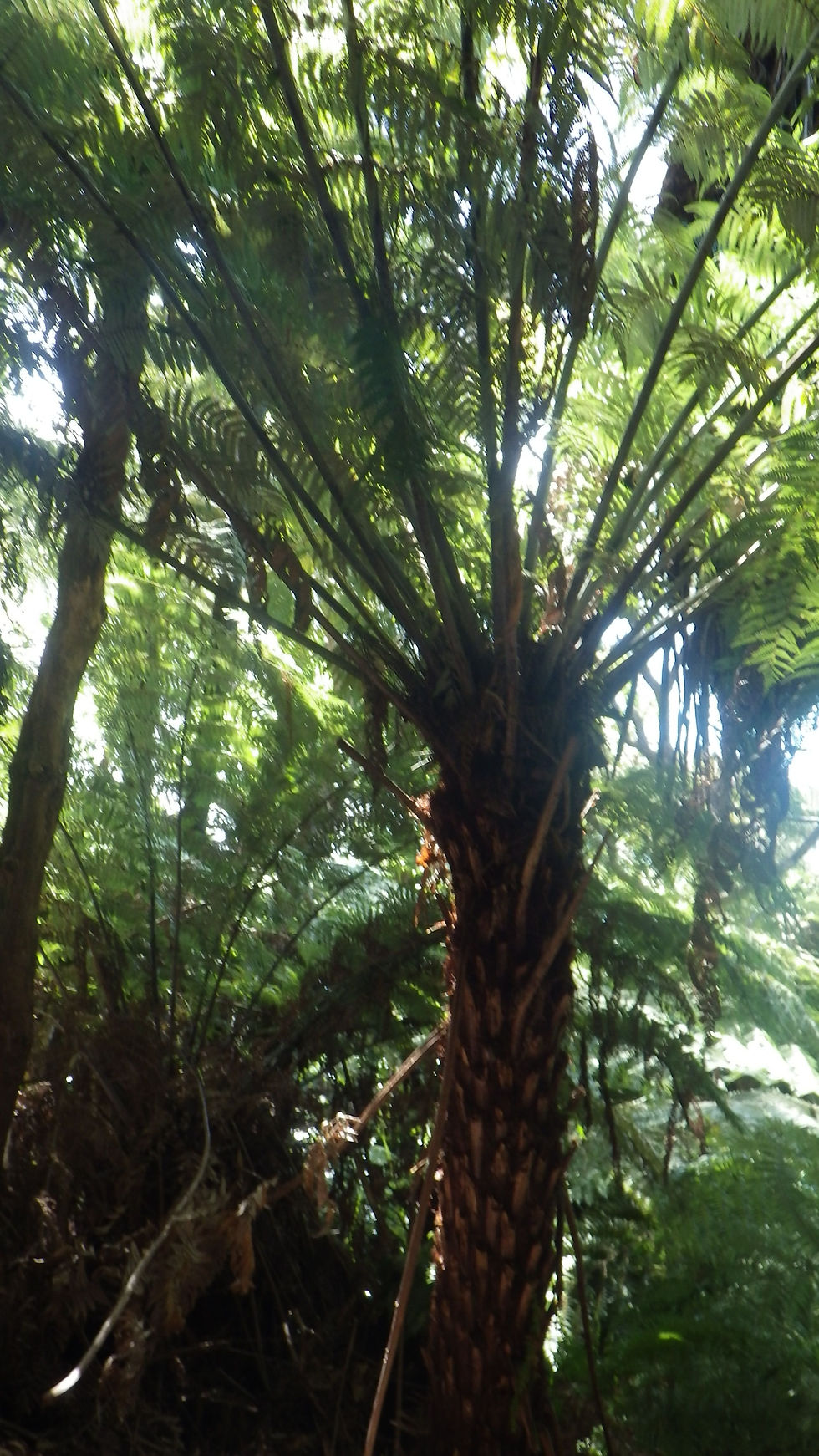 Arbre Mamaku.