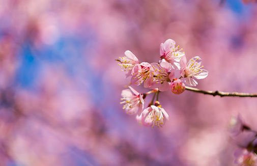 branch-with-flowers-with-defocused-background.jpg