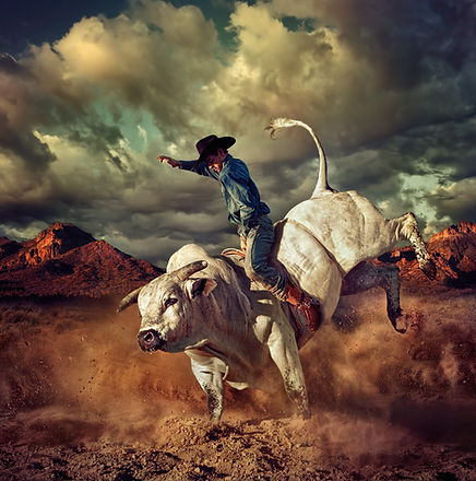 Cowboy riding white bull