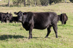Lyncoranne - Commercial Angus cow