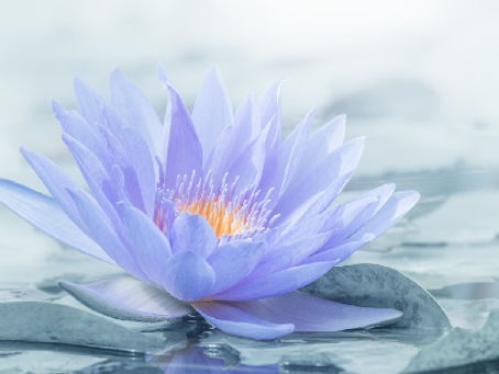 VishwaAmara – Special Days for Meditation — February 2020