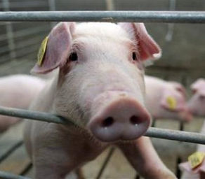 No Blue Ribbon For The Blue Hog Report