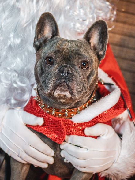 sdg productions - frenchie