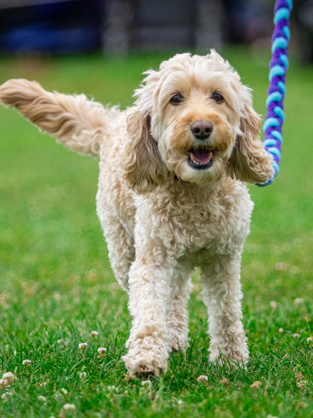 sdg productions - dog event - cocker poo