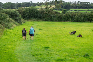 Customer with dogs in dog walking field