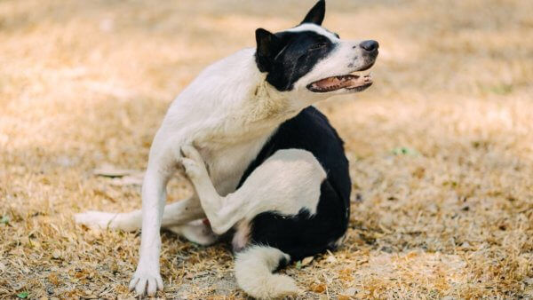 Skin Conditions That Can Make Your Dog Itchy