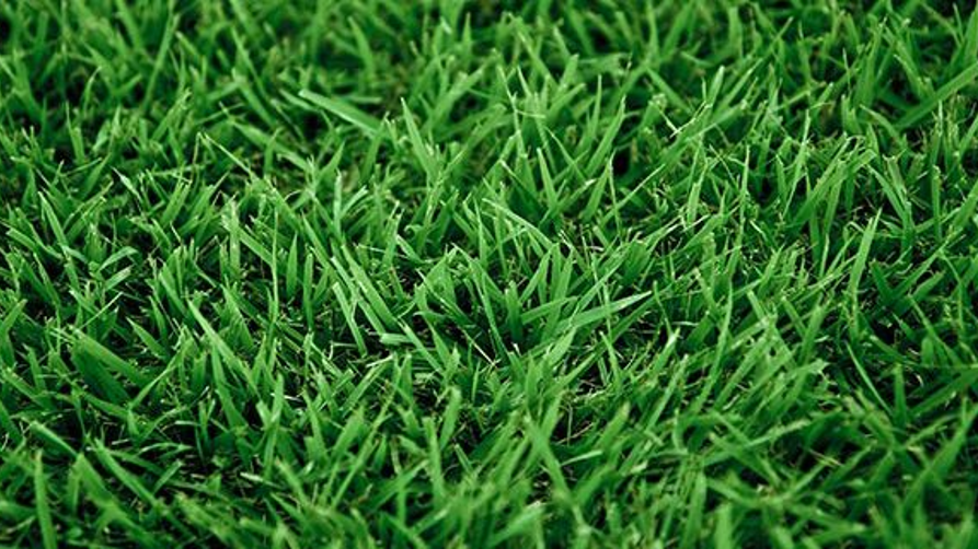 Palisades Zoysia Enchanted Rock