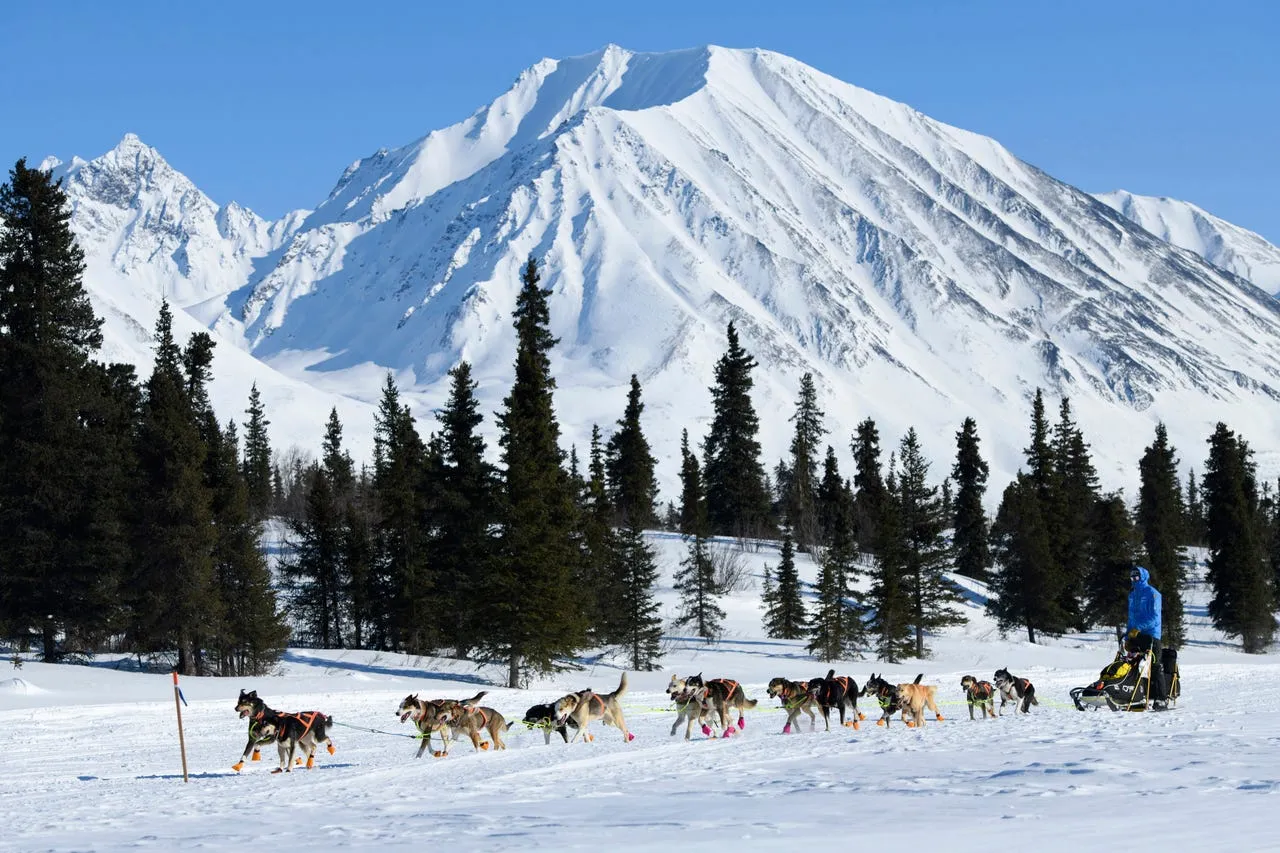 Iditarod.webp