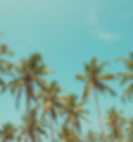 palm-tree-bkg.jpg